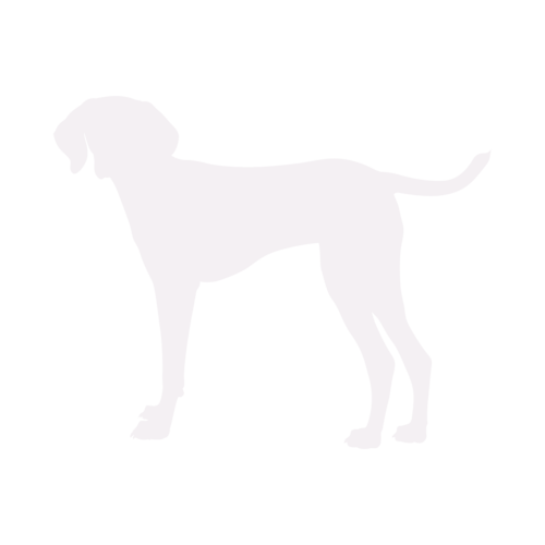 Dog silhouette Hungarian Vizsla standing