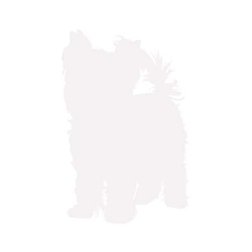 Dog silhouette Yorkshire Terrier standing
